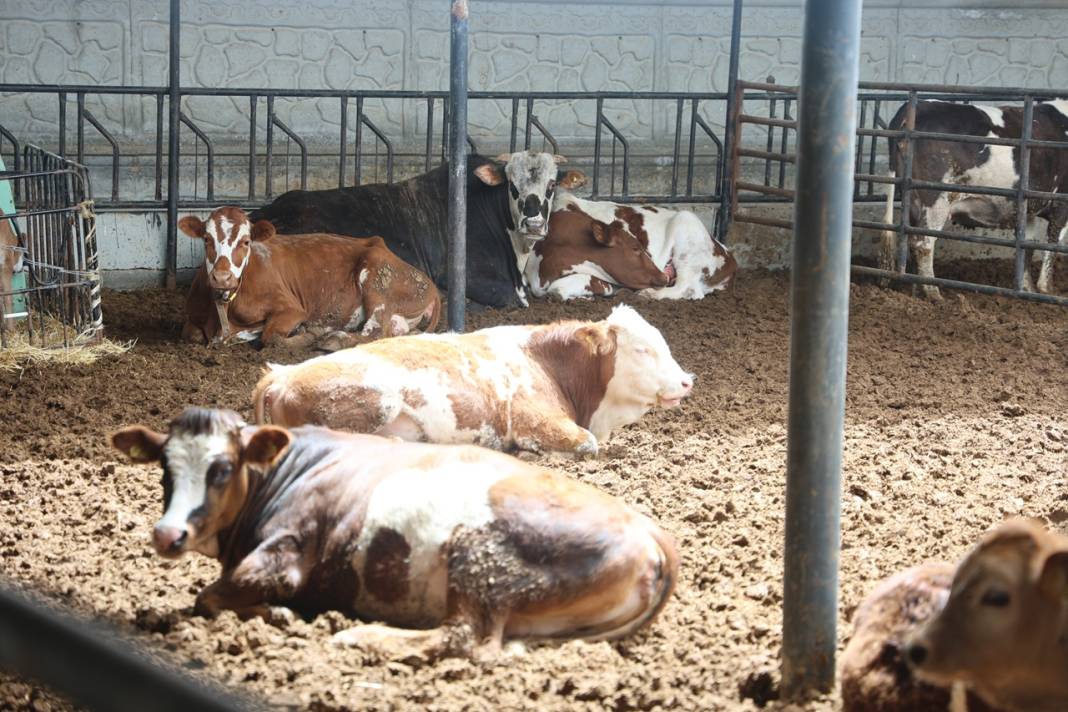 Etin yanına bunu eklemek şartmış! İşte uzmanından et tüketiminin altın kuralları 6